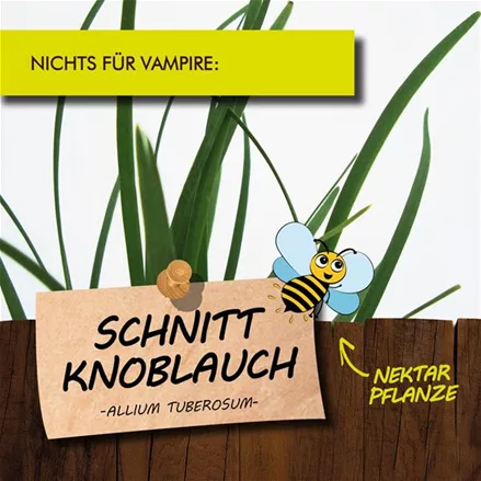 Bio Schnittknoblauch