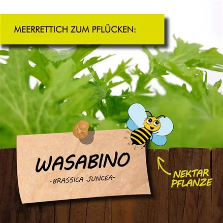 Bio Wasabino