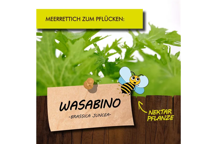 Bio Wasabino Kräutertopf 12 cm Wasabino