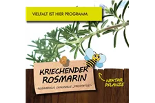 Bio Kriechender Rosmarin Kräutertopf 12 cm Kriechender Rosmarin