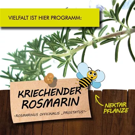 Bio Kriechender Rosmarin