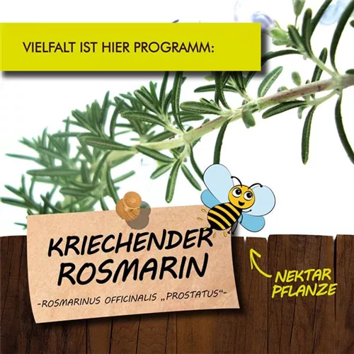 Bio Kriechender Rosmarin