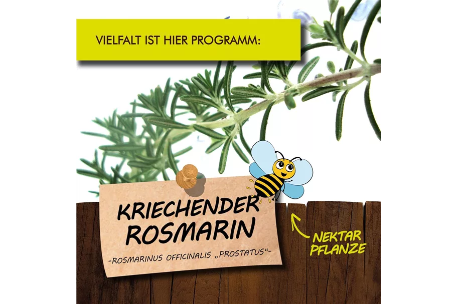 Bio Kriechender Rosmarin Kräutertopf 12 cm Kriechender Rosmarin