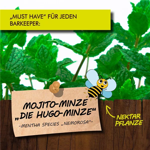 Bio Mojito-Minze 'Hugo'-Minze