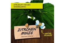 Bio Zitronenminze Kräutertopf 12 cm Zitronenminze