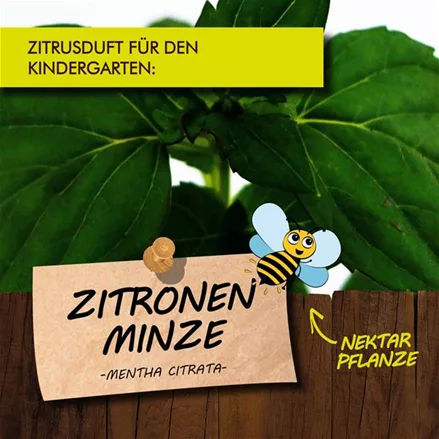 Bio Zitronenminze