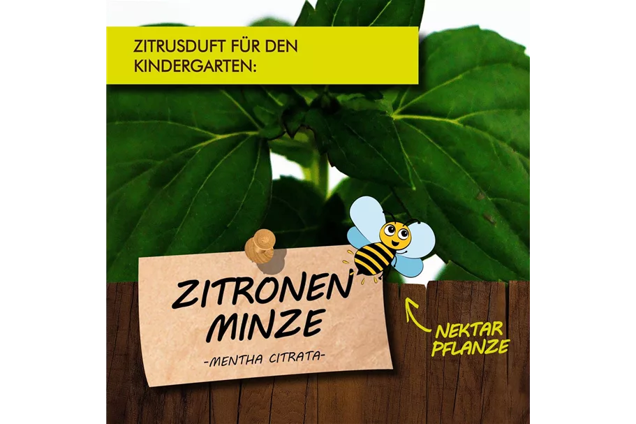 Bio Zitronenminze Kräutertopf 12 cm Zitronenminze