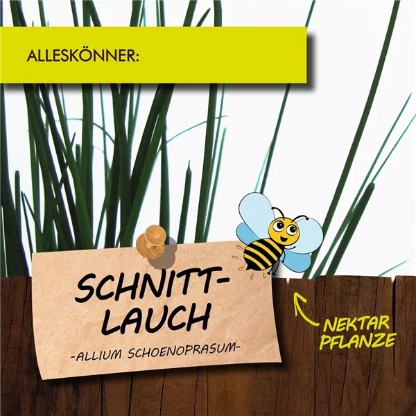 Bio Schnittlauch