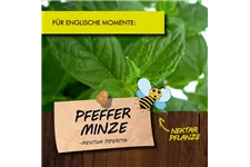 Bio Pfefferminze Kräutertopf 12 cm Pfefferminze