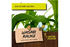 Bio Wasabi-Rauke Kräutertopf 12 cm Wasabi-Rauke