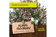 Bio Kugelthymian Kräutertopf 12 cm Kugelthymian