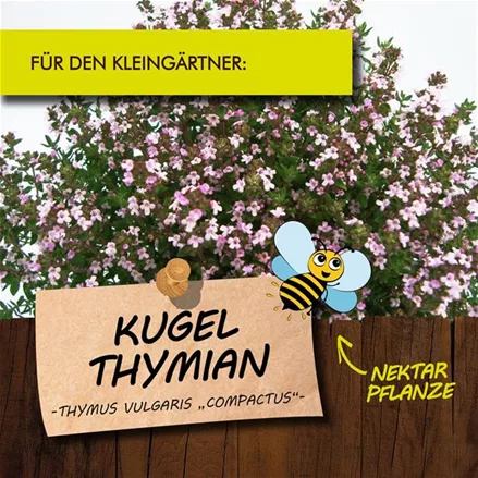 Bio Kugelthymian