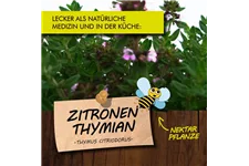 Bio Zitronenthymian Kräutertopf 12 cm Zitronenthymian