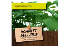 Bio Schnittsellerie Kräutertopf 12 cm Schnittsellerie