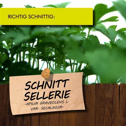 Bio Schnittsellerie