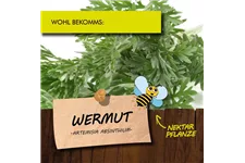 Bio Wermut Kräutertopf 12 cm Wermut