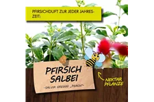 Bio Pfirsichsalbei Kräutertopf 12 cm Pfirsichsalbei