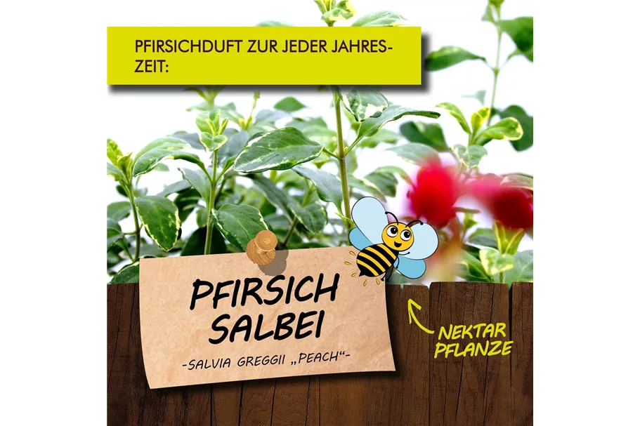 Bio Pfirsichsalbei Kräutertopf 12 cm Pfirsichsalbei