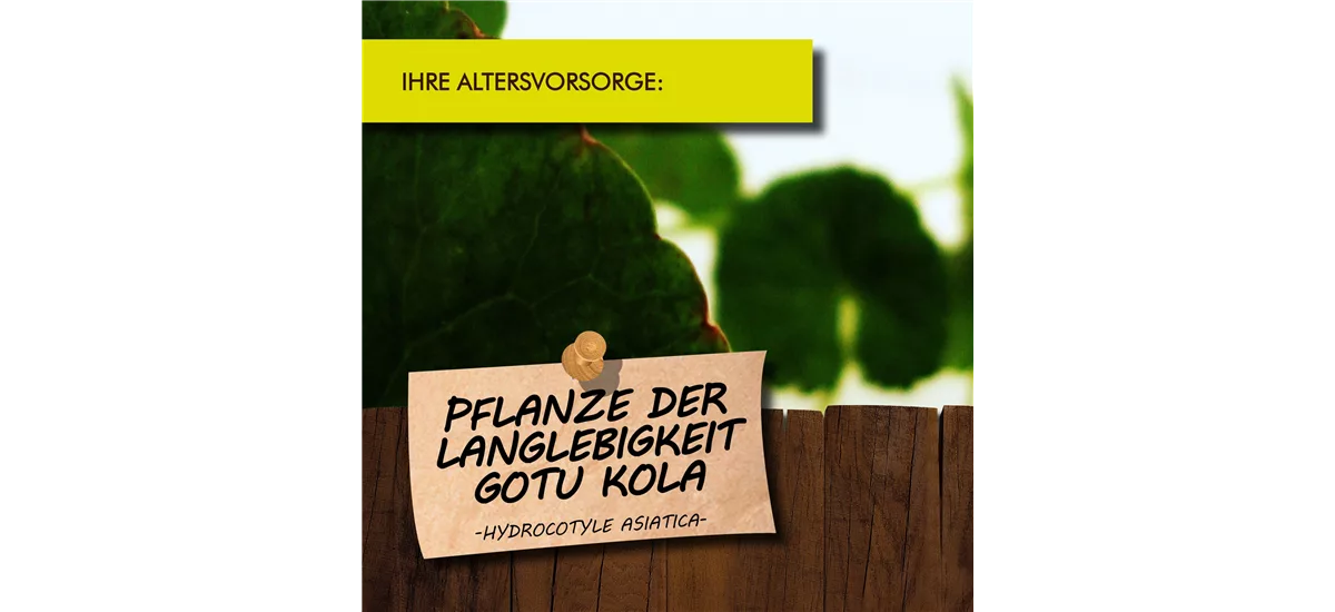 Bio Gotu Kola Kräutertopf 12 cm Gotu Kola