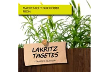 Bio Lakritz-Tagetes Kräutertopf 12 cm Lakritz-Tagetes