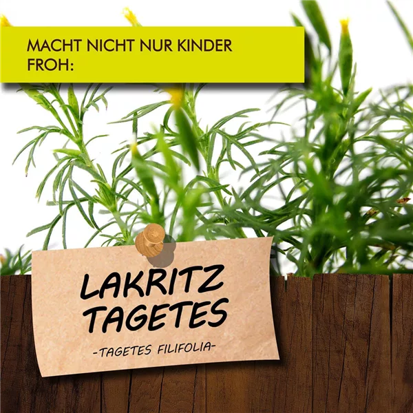 Bio Lakritz-Tagetes