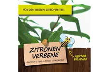 Bio Zitronenverbene Kräutertopf 12 cm Zitronenverbene