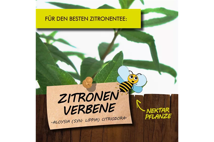 Bio Zitronenverbene Kräutertopf 12 cm Zitronenverbene