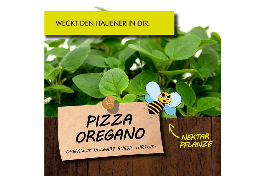 Bio Pizza Oregano Kräutertopf 12 cm Pizza Oregano