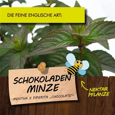 Bio Schokoladenminze