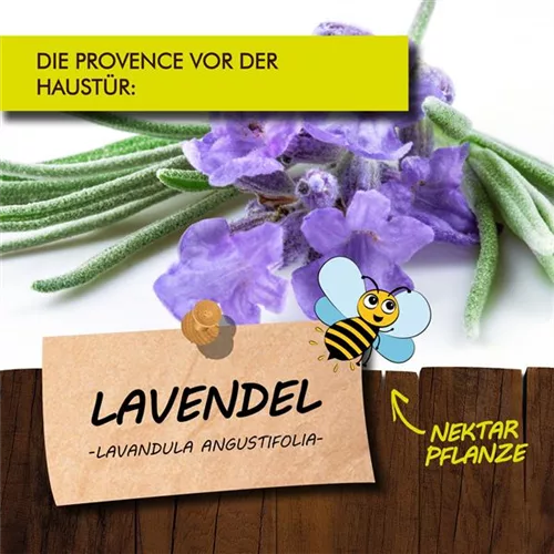 Bio Lavendel