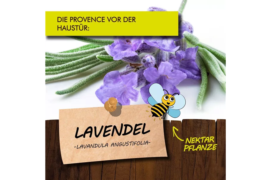 Bio Lavendel Kräutertopf 12 cm Lavendel