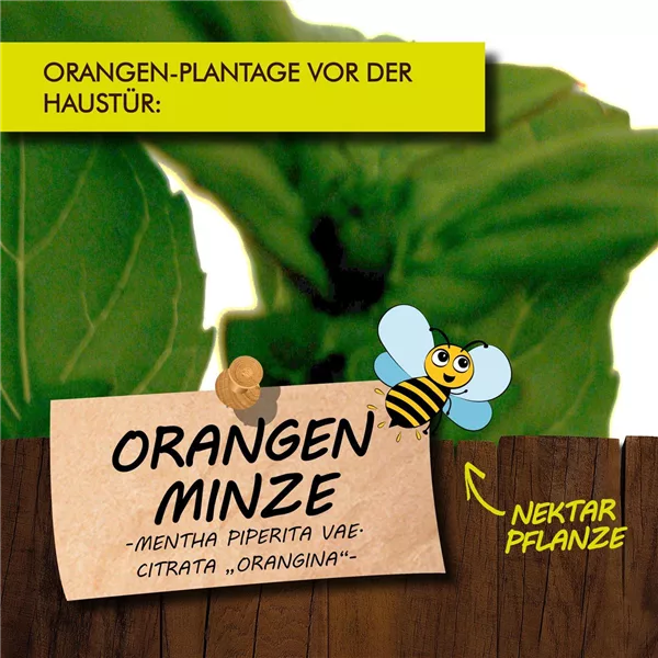 Bio Orangenminze