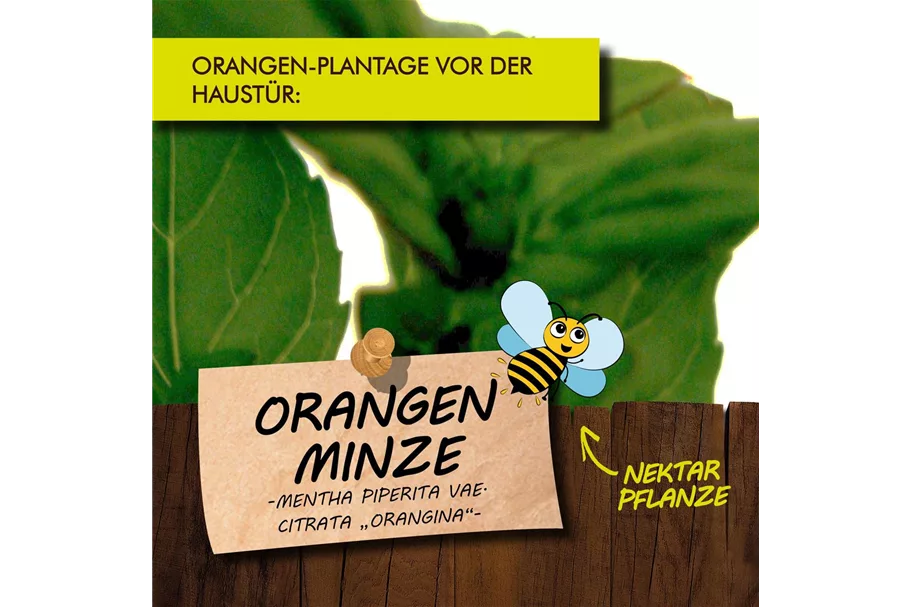 Bio Orangenminze Kräutertopf 12 cm Orangenminze