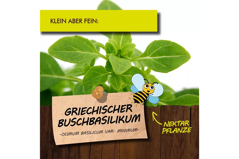 Bio Griechisches Buschbasilikum Kräutertopf 12 cm Griechisches Buschbasilikum