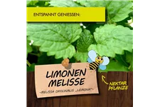 Bio Limonen-Melisse Kräutertopf 12 cm Limonen-Melisse