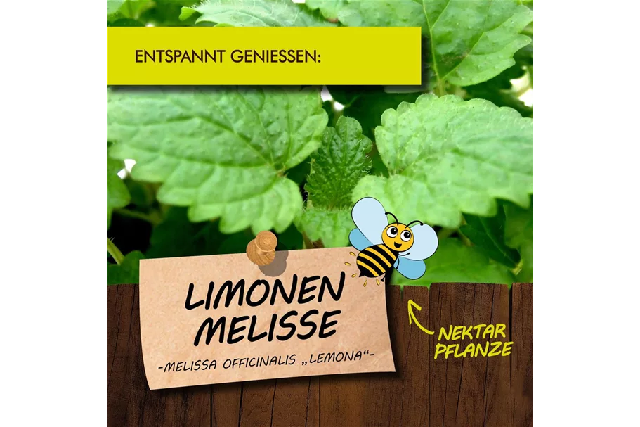 Bio Limonen-Melisse Kräutertopf 12 cm Limonen-Melisse