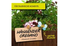 Bio Hängender Oregano Kräutertopf 12 cm Hängender Oregano