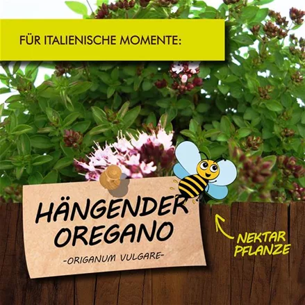 Bio Hängender Oregano