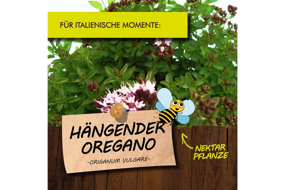 Bio Hängender Oregano Kräutertopf 12 cm Hängender Oregano