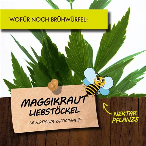 Bio Maggikraut Liebstöckel