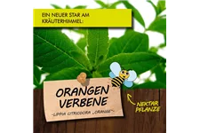 Bio Orangenverbene