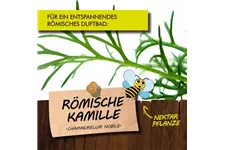 Bio Römische Kamille Kräutertopf 12 cm Römische Kamille