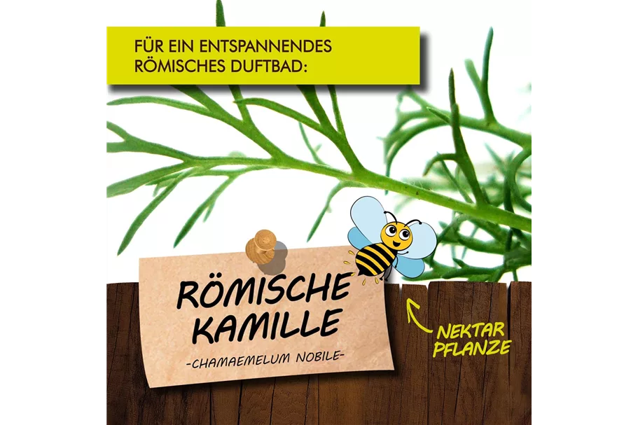 Bio Römische Kamille Kräutertopf 12 cm Römische Kamille