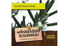 Bio Hängender Rosmarin Kräutertopf 12 cm Hängender Rosmarin