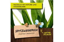 Bio Spitzwegerich Kräutertopf 12 cm Spitzwegerich