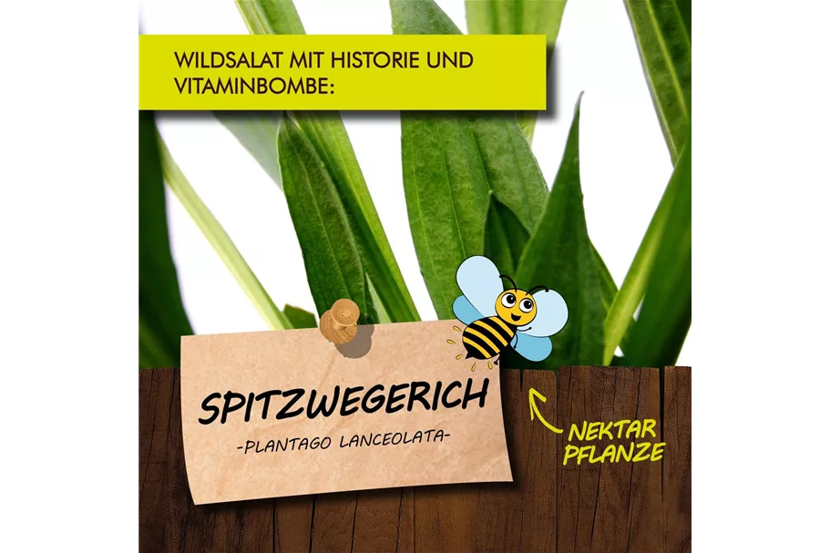 Bio Spitzwegerich Kräutertopf 12 cm Spitzwegerich