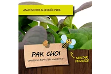 Bio Pak Choi Kräutertopf 12 cm Pak Choi