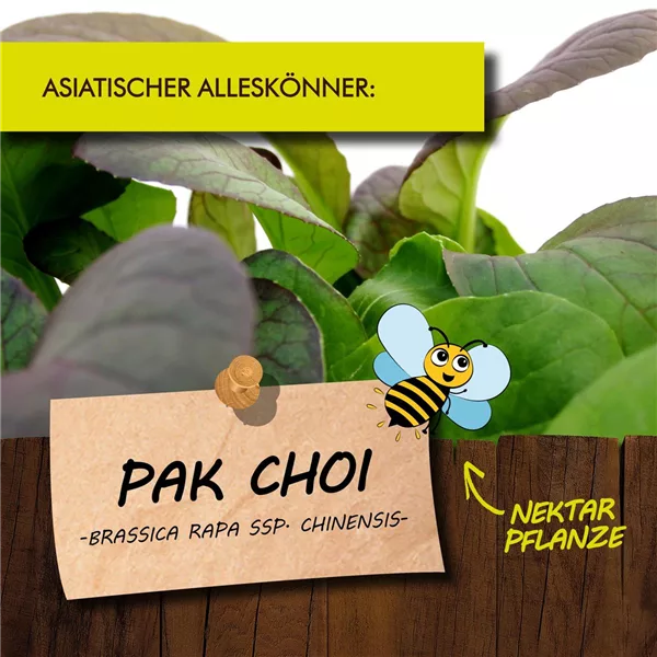 Bio Pak Choi