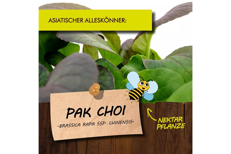 Bio Pak Choi Kräutertopf 12 cm Pak Choi