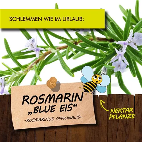 Bio Rosmarin 'Blue Eis'